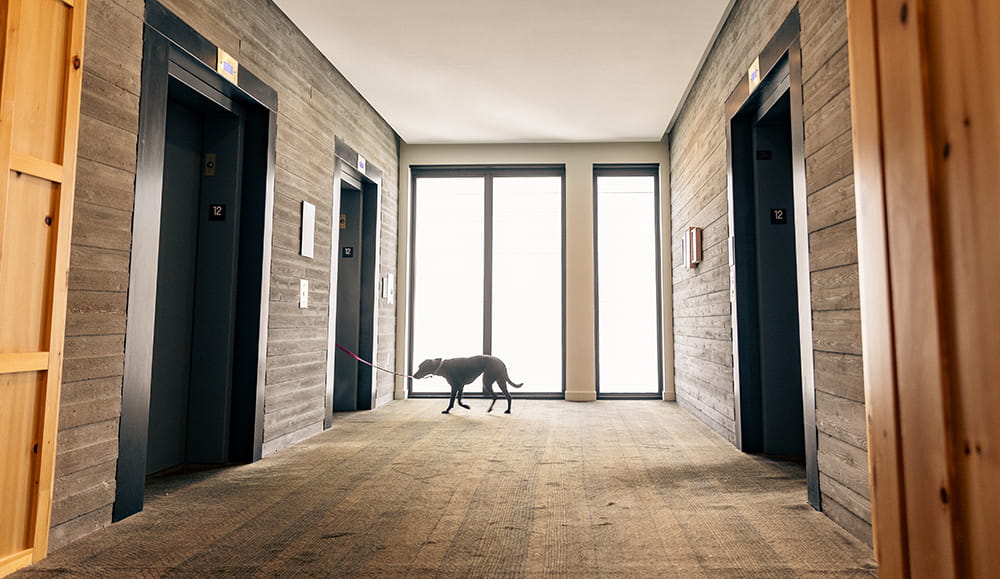 Amenities PetFriendly & FamilyFriendly Denver Hotel