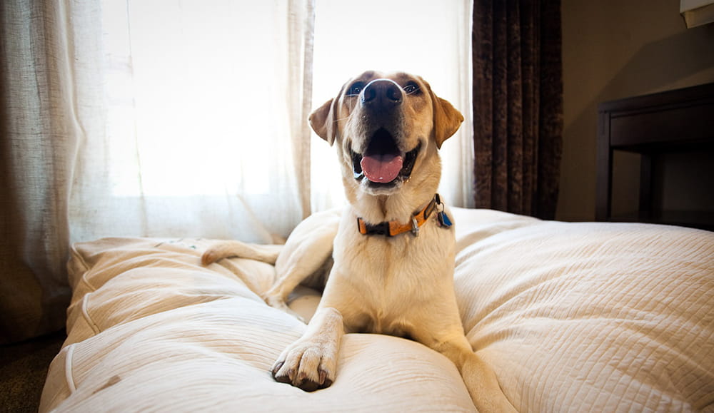 Dog Friendly Hotel in Ketchum Sun Valley Limelight Hotel