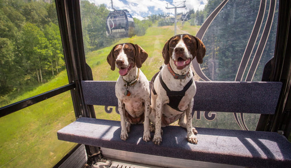 Pet Friendly Hotel in Aspen Dog Friendly Hotel Limelight