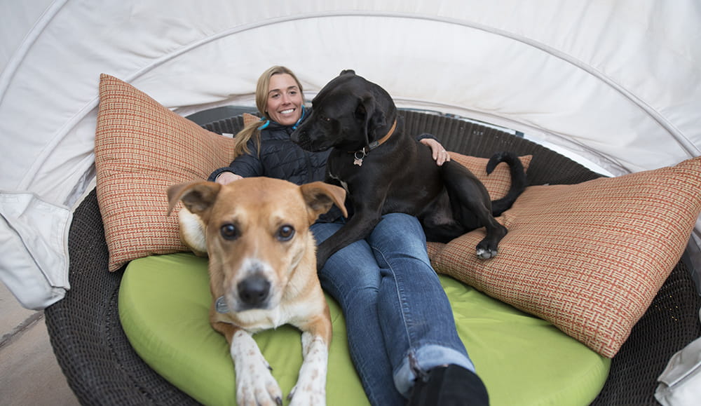 Pet Friendly Hotel in Aspen Dog Friendly Hotel Limelight