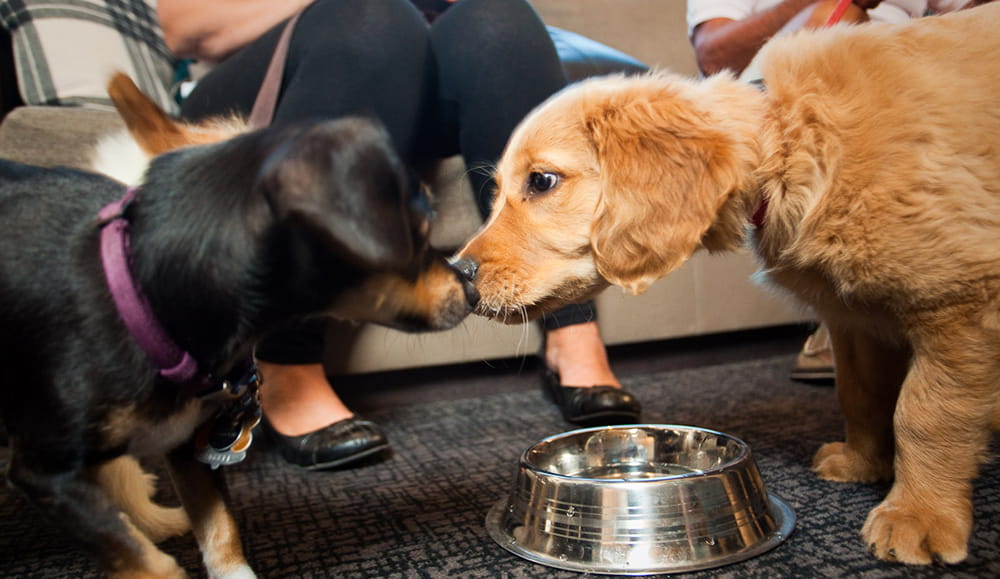 Dog Friendly Hotel in Ketchum Sun Valley Limelight Hotel