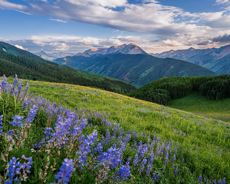 aspen mountains in the summer