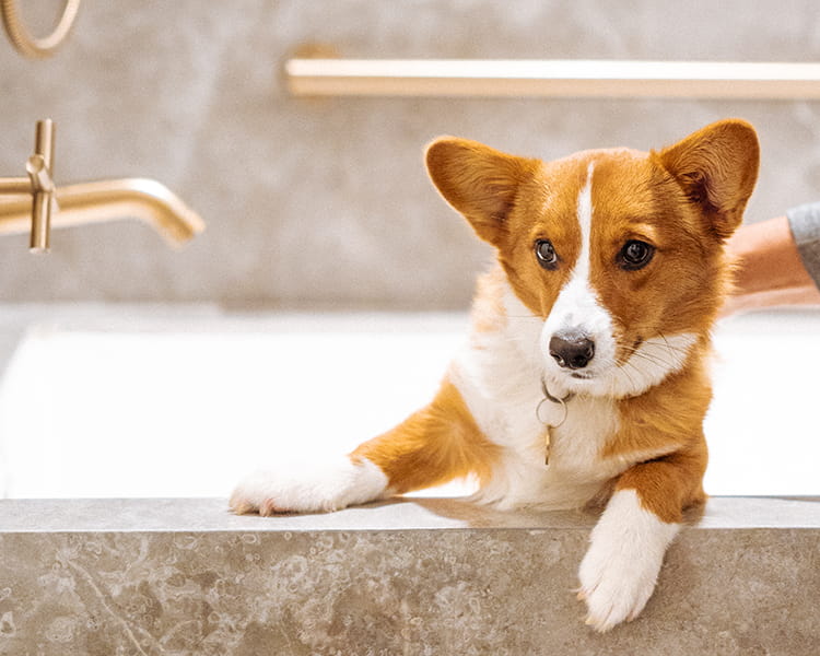 Pet dog in hotel room bathroom