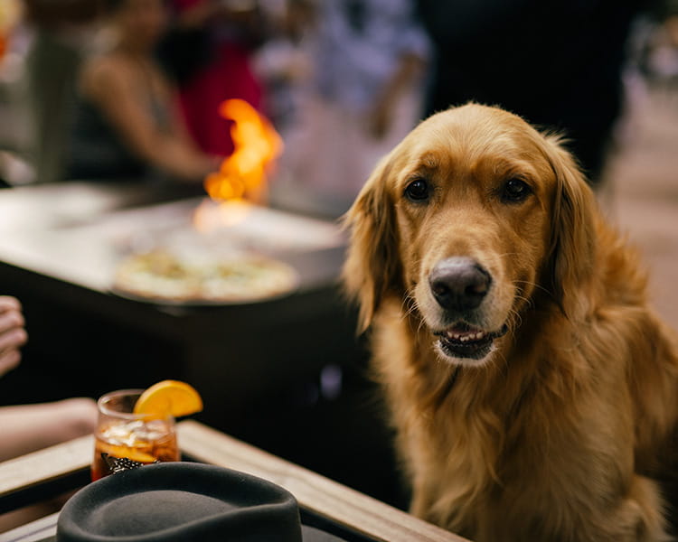 pet dog by fire outside