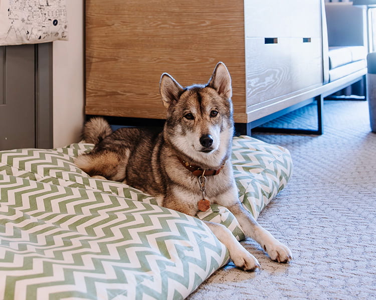 dog on dog bed in guestroom