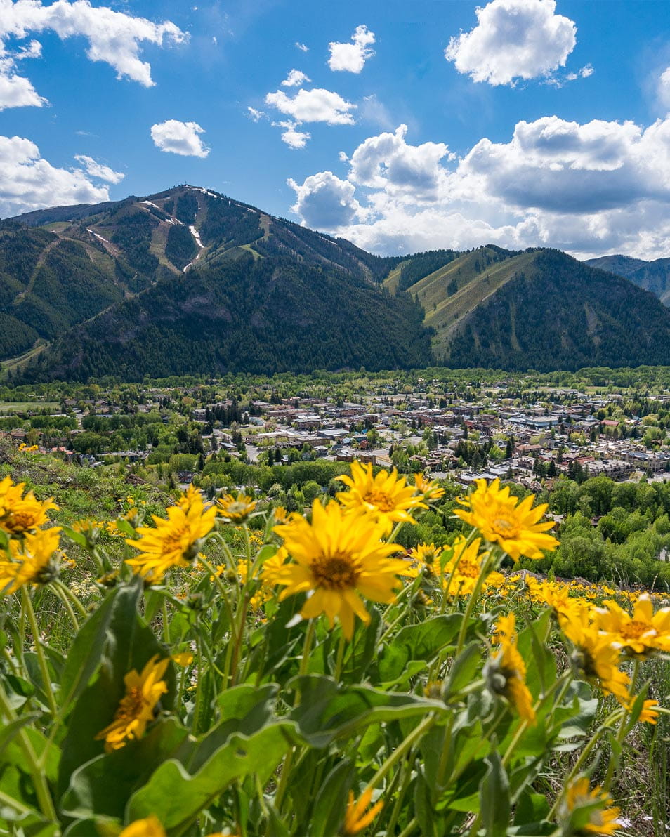 Wildflowers in Ketchum