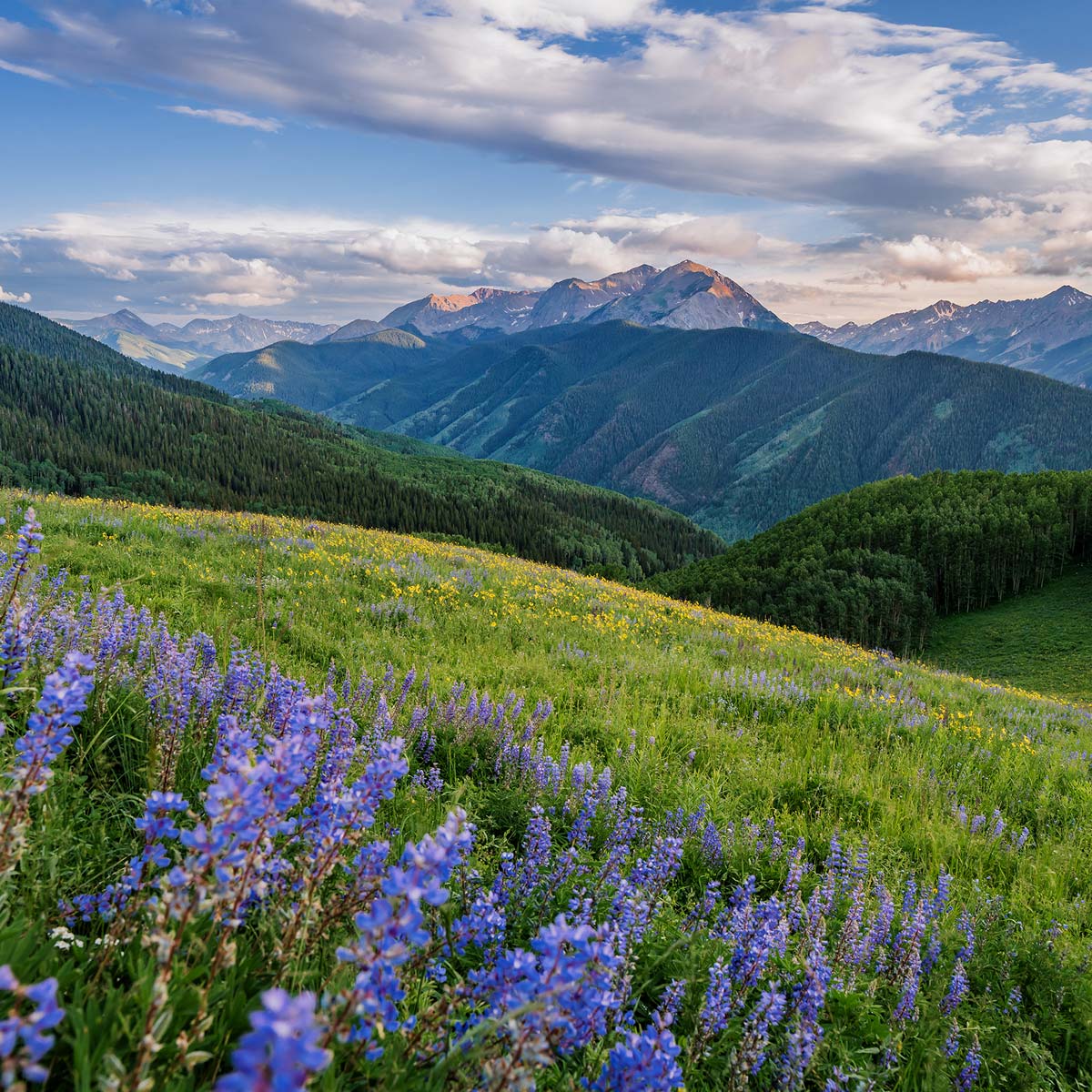 aspen mountains in the summer