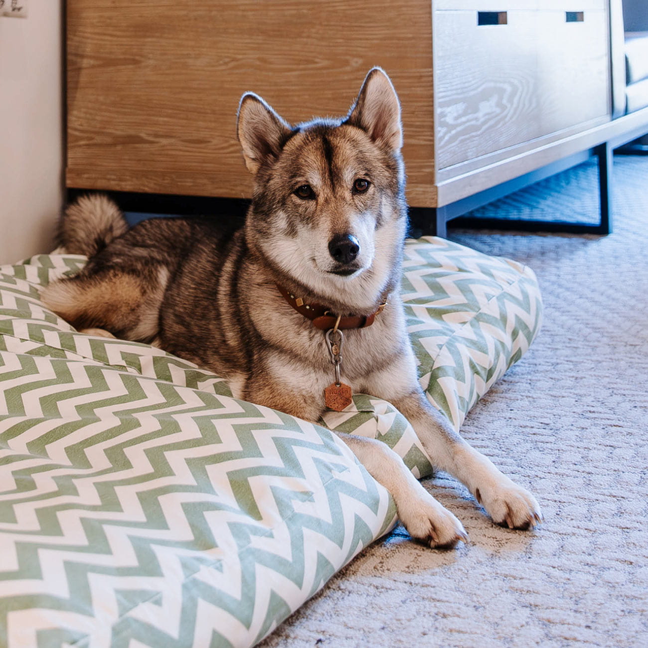 dog on dog bed in guestroom