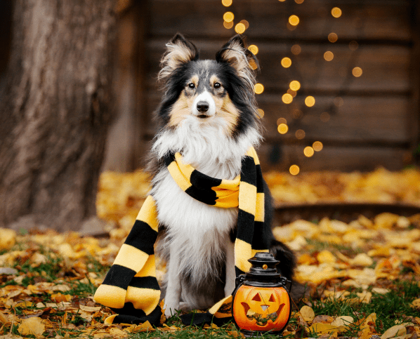 Pet dog dressed up in a scarf for halloween