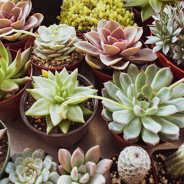 succulents on table