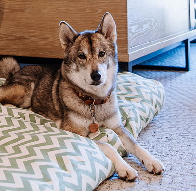 dog on dog bed in guestroom