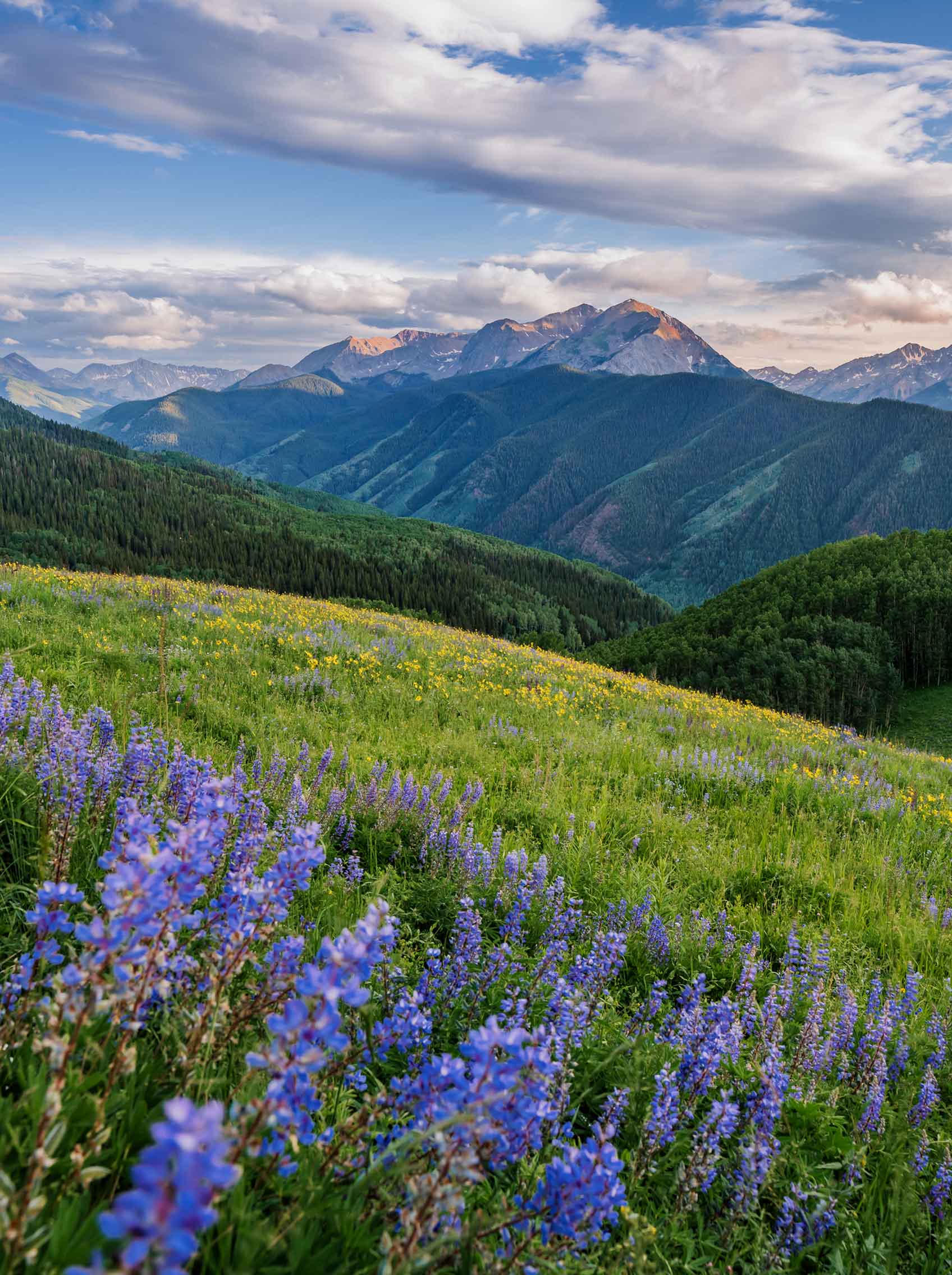 aspen mountains in the summer
