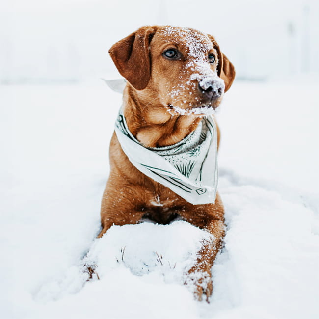 Dog sitting in snow with a bandana on