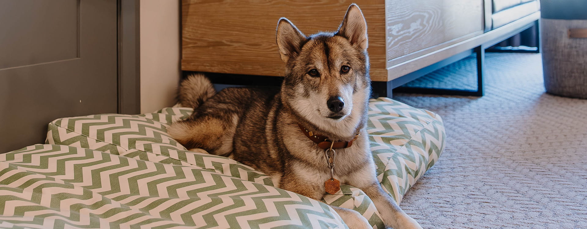 dog on dog bed in guestroom