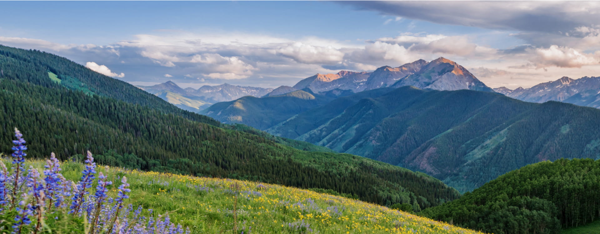 aspen mountains in the summer