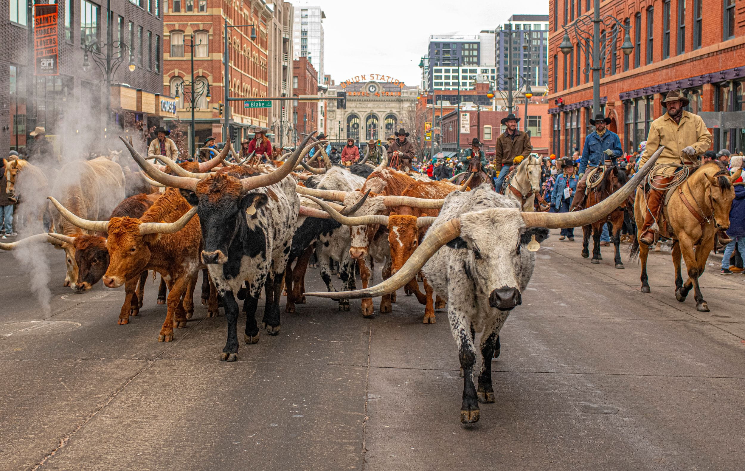 Bulls in the street of Denver near Union Station